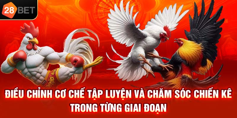 Cách nuôi gà đá chuẩn dành cho sư kê chuyên nghiệp 28BET 2 Các sư kê chuyên nghiệp tại 28BET thường khuyên bạn có sự điều chỉnh lịch tập phù hợp cho từng giai đoạn dành cho chiến kê